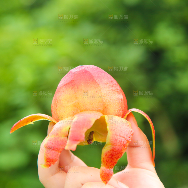 手里拿着红心李