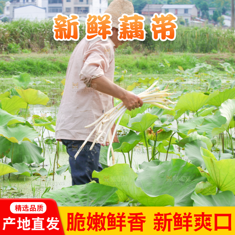 手里拿着新鲜采摘的藕尖