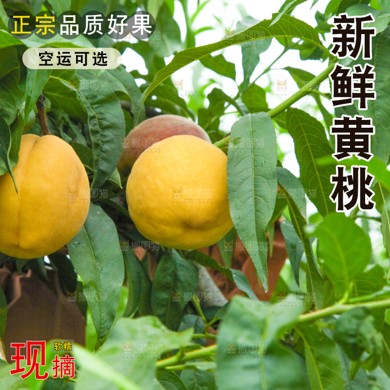桃树上的黄桃