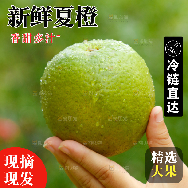 手里拿着夏橙