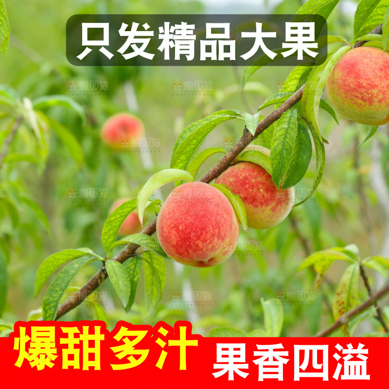 桃树上的毛桃