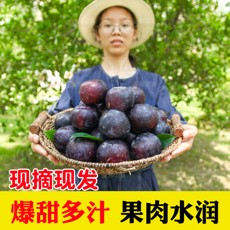 手里端着一篮新鲜黑布李