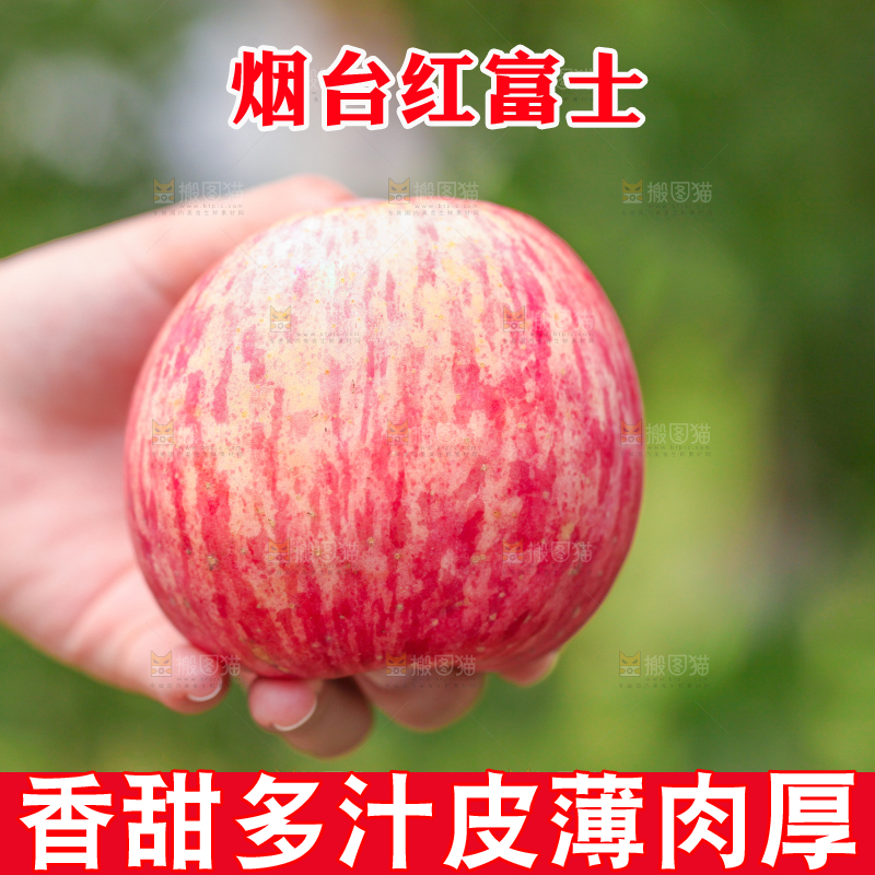 手里拿着山东烟台红富士