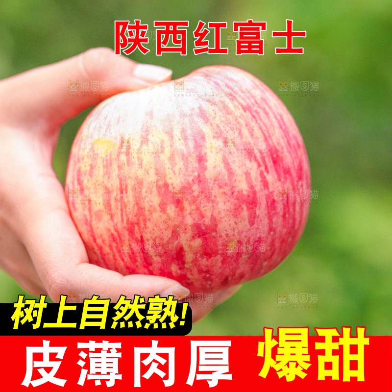 手里拿着山东烟台红富士