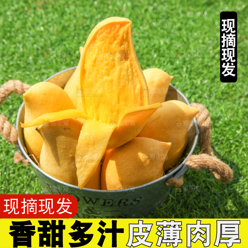 绿草地上放着一小桶鹰嘴芒