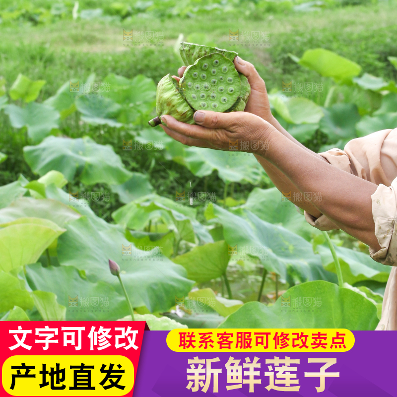 手里拿着新鲜莲蓬