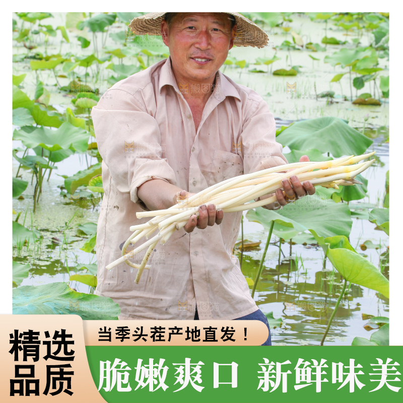 手里拿着刚采摘的藕尖