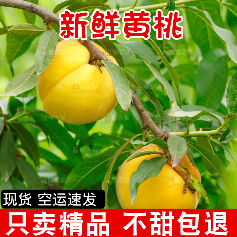 桃树上的黄桃