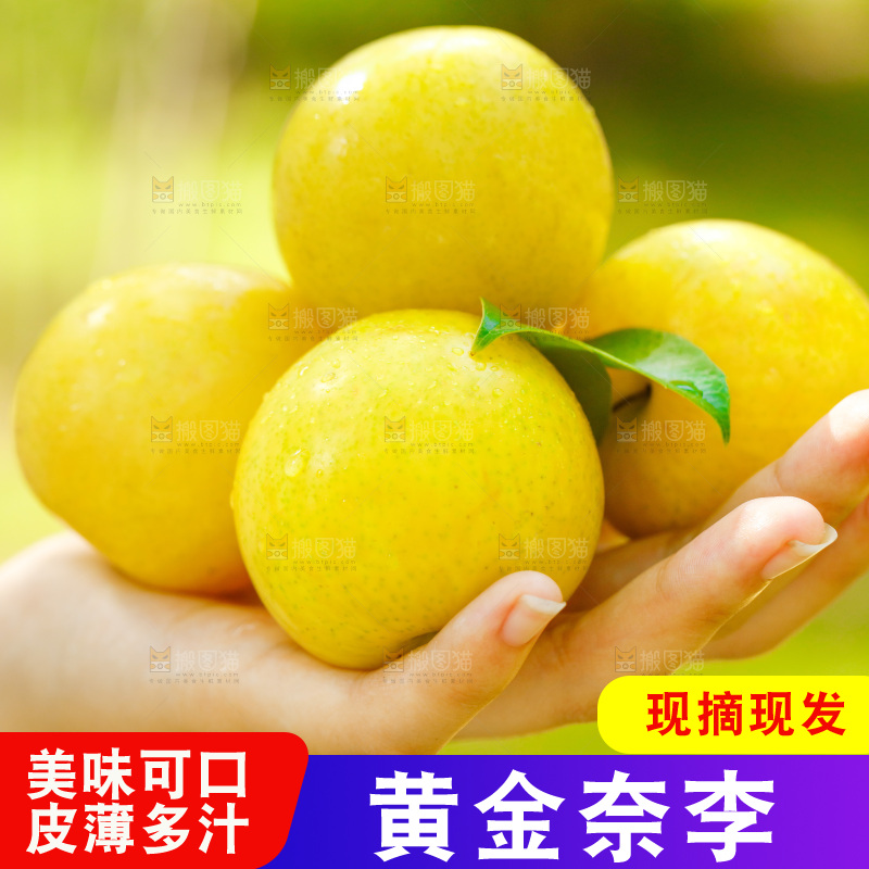 手里拿着九峰山黄金奈李