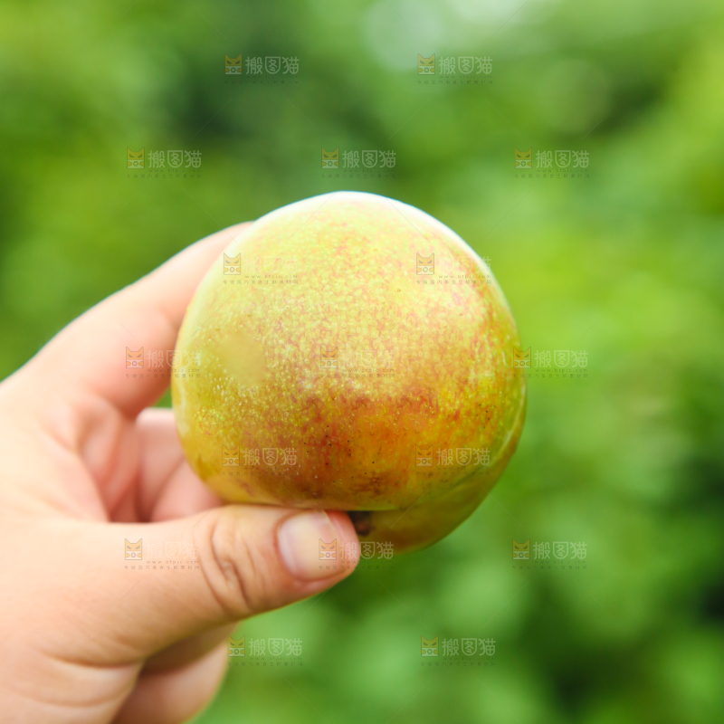 手里拿着青脆李