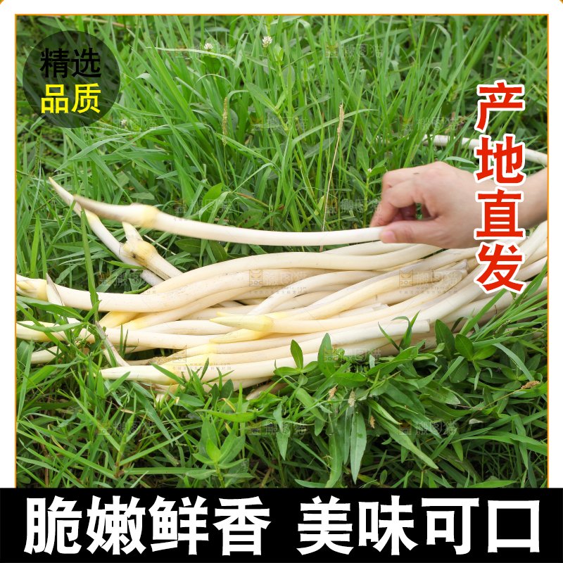 草地上摆放着藕尖