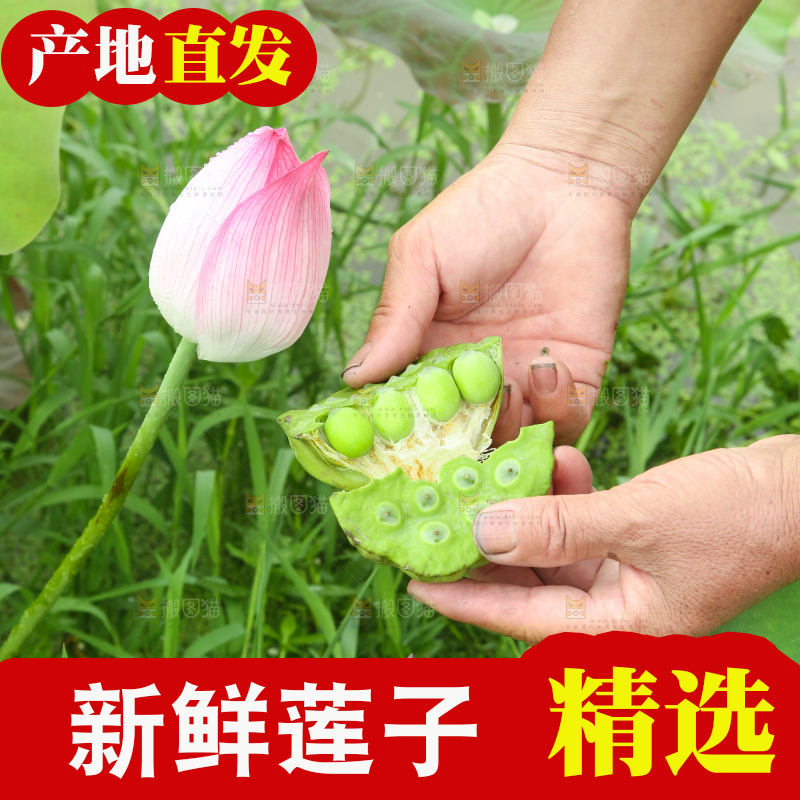 手里拿着莲蓬子