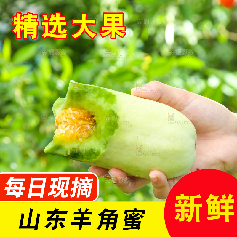 手里拿着山东羊角蜜