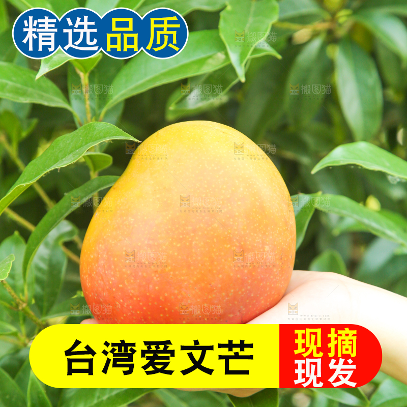 手里拿着一颗苹果芒