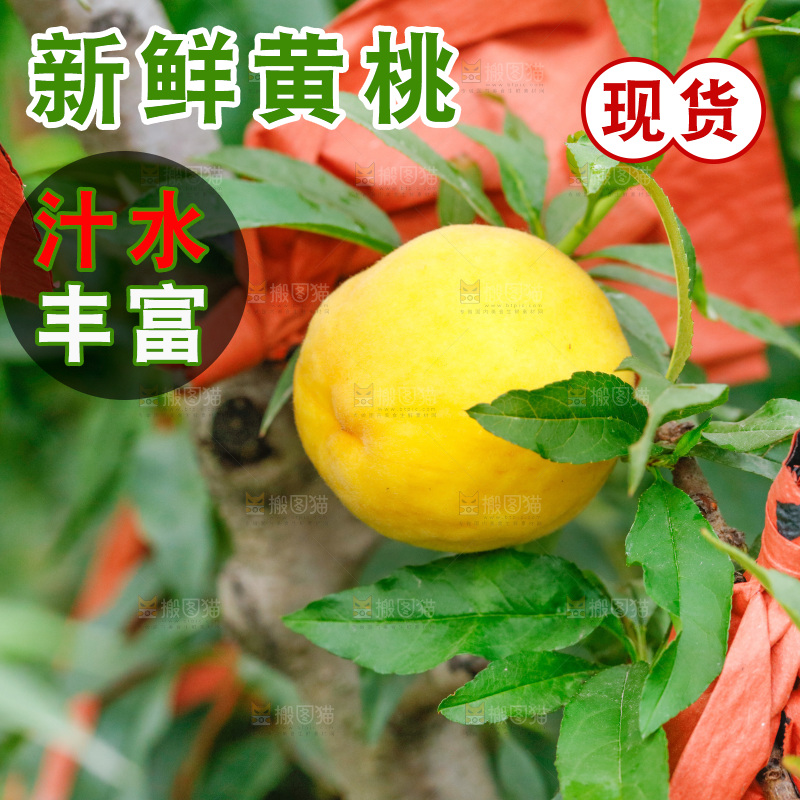 桃树上的黄桃