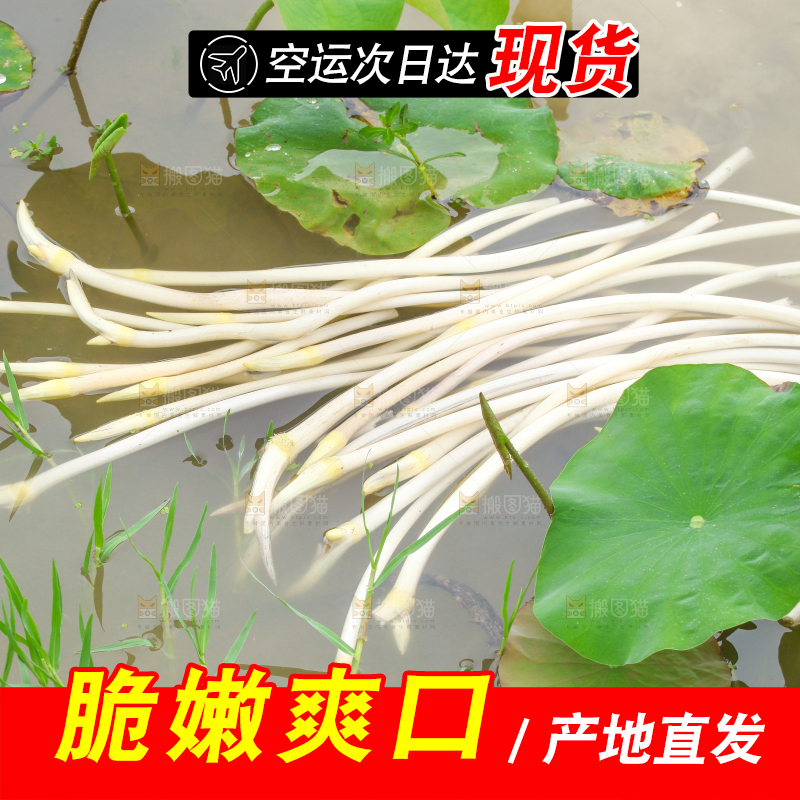 水里放着刚采摘的藕尖