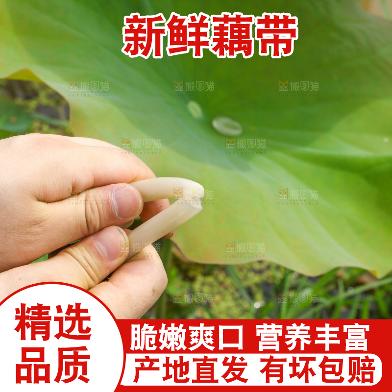 手里拿着新鲜藕带