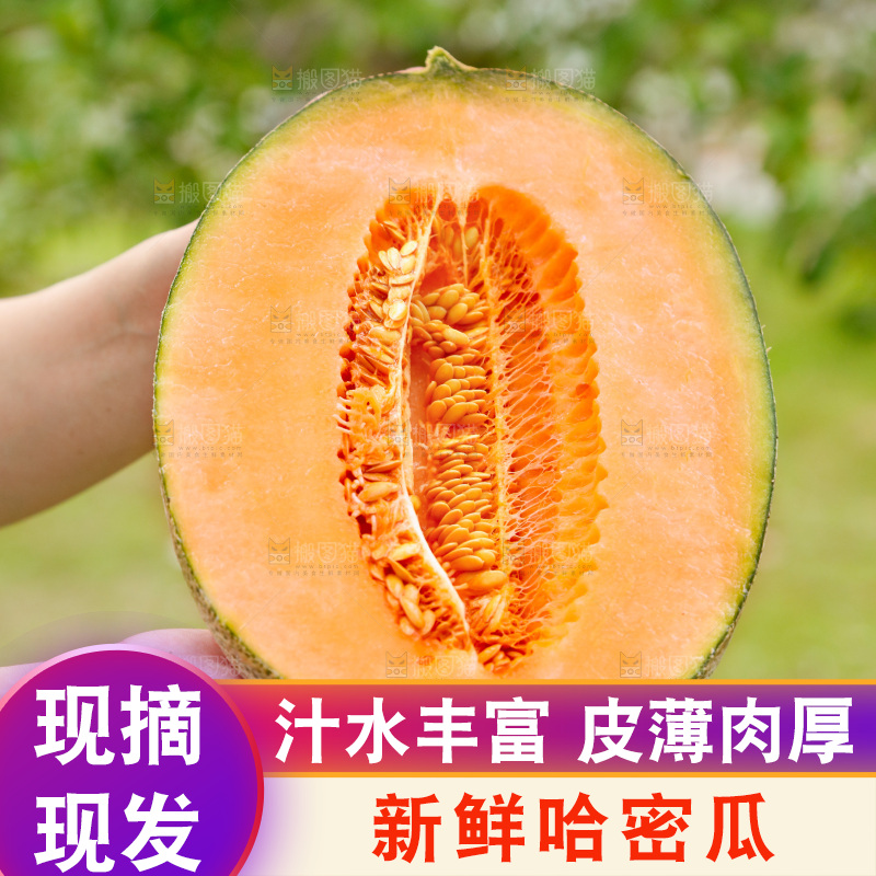 哈密瓜主图