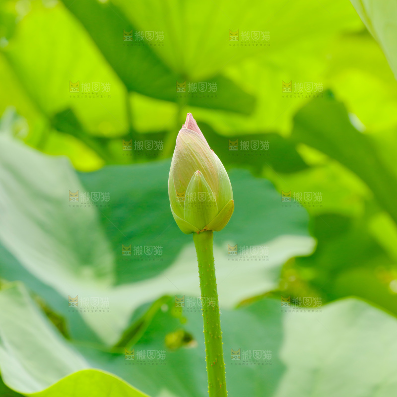 池塘里的荷花