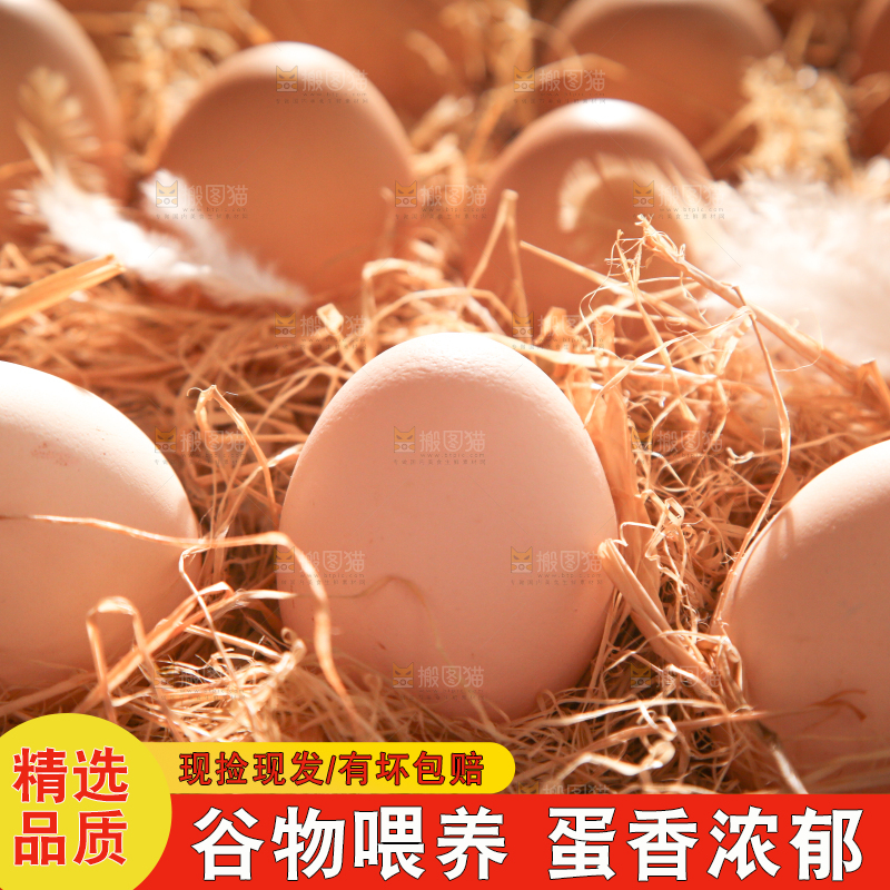 草堆里摆放着生鸡蛋