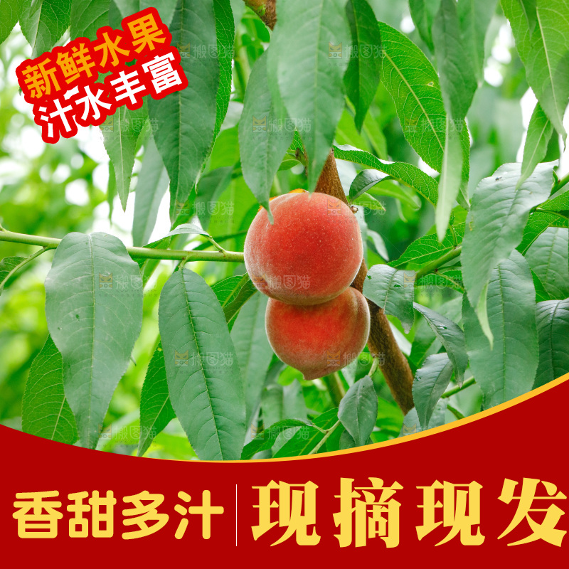 桃子树上的毛桃