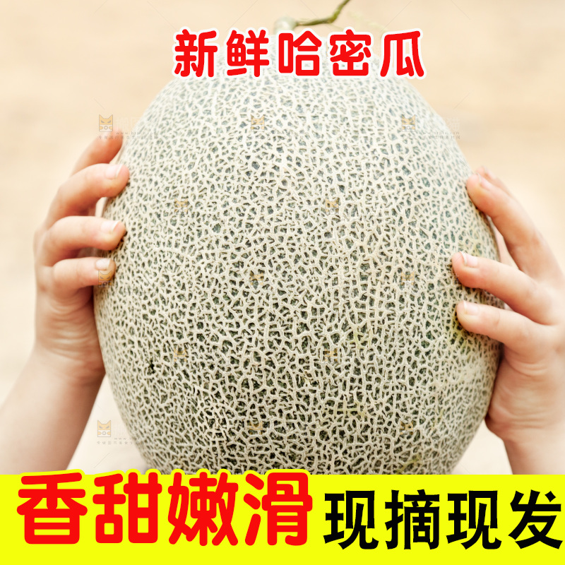 手里拿着网纹瓜