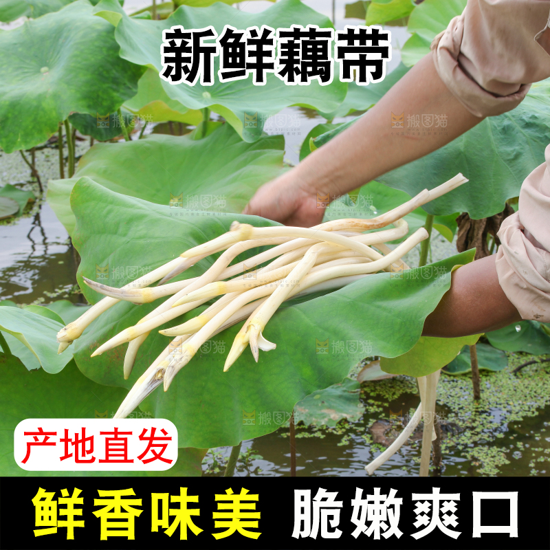 手里拿着新鲜藕带