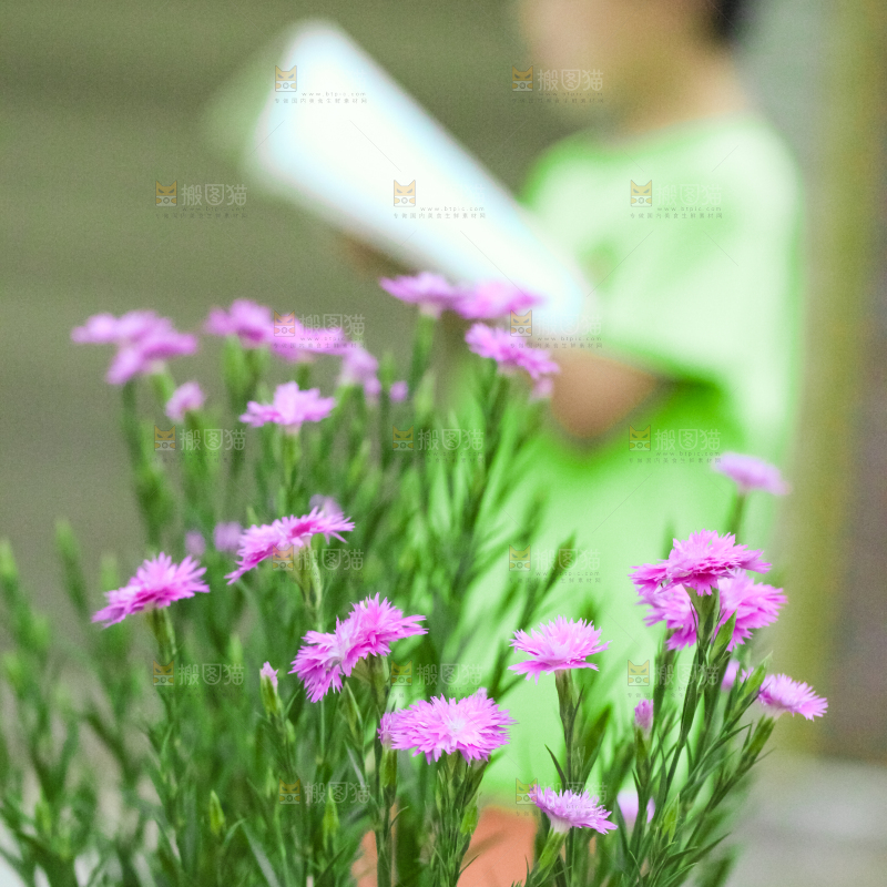 一片盛开的鲜花