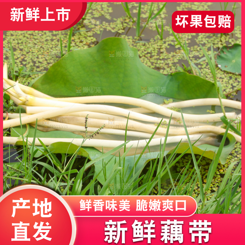 荷叶上放着藕带