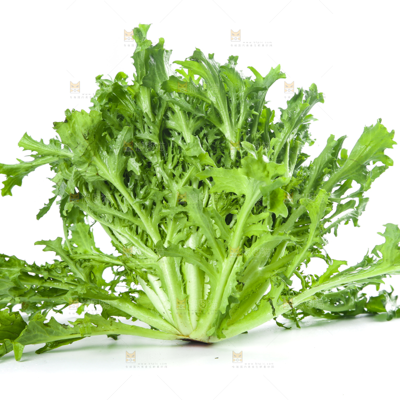 白底上摆放着苦菊