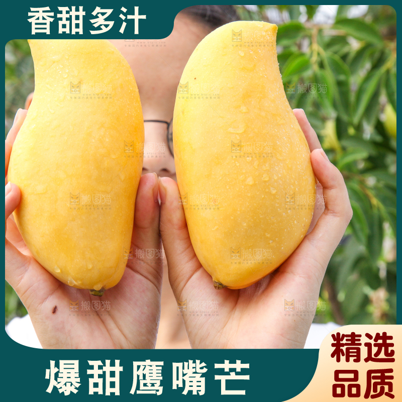 手里拿着鹰嘴芒
