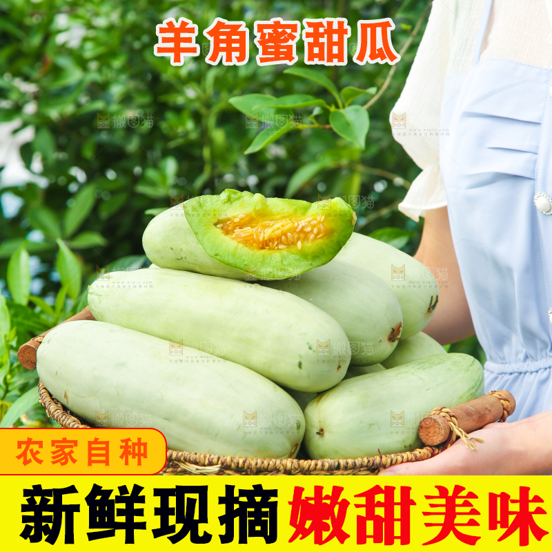 手里端着一篮山东羊角蜜甜瓜