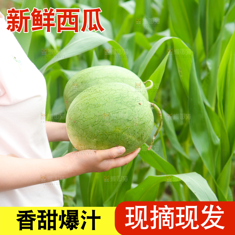 手里抱着西瓜
