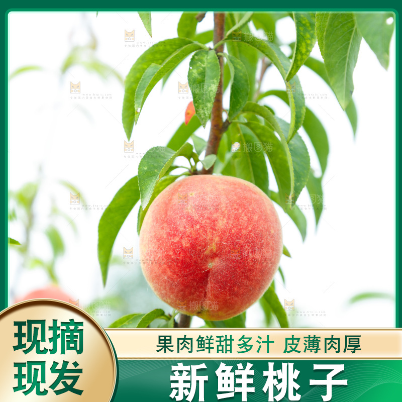 桃树上的胭脂红桃子