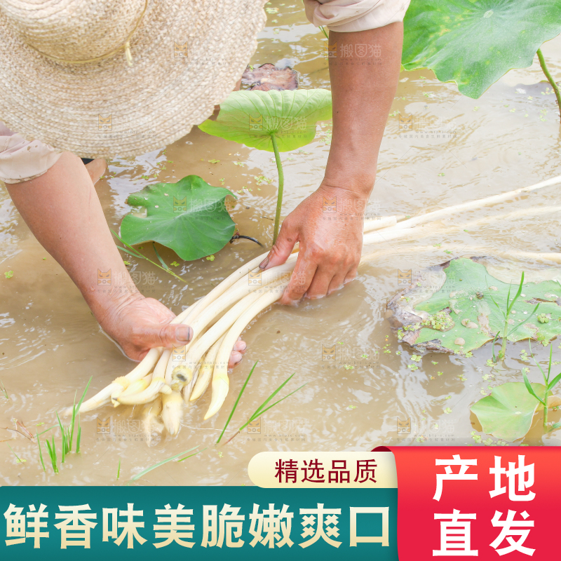 手里拿着新鲜采摘的藕尖