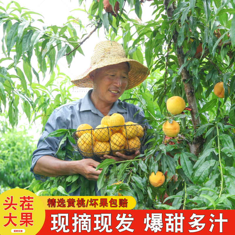 农民手里端着刚采摘的黄桃