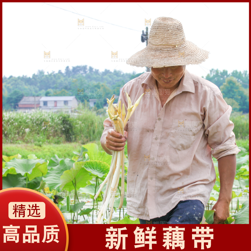 手里拿着新鲜采摘的藕尖