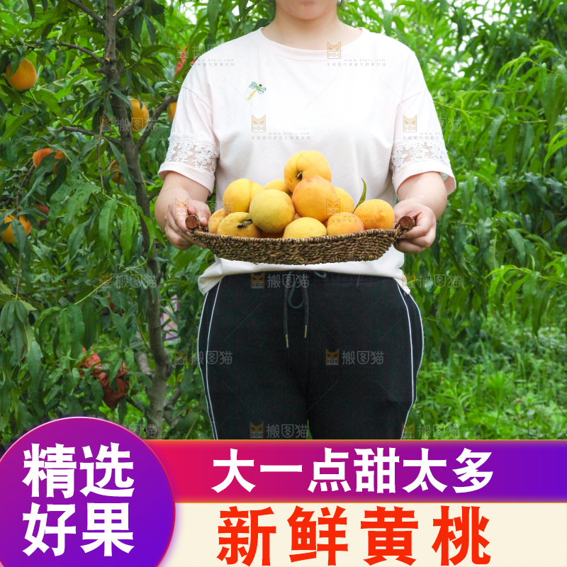 手里端着一篮刚采摘的新鲜黄桃