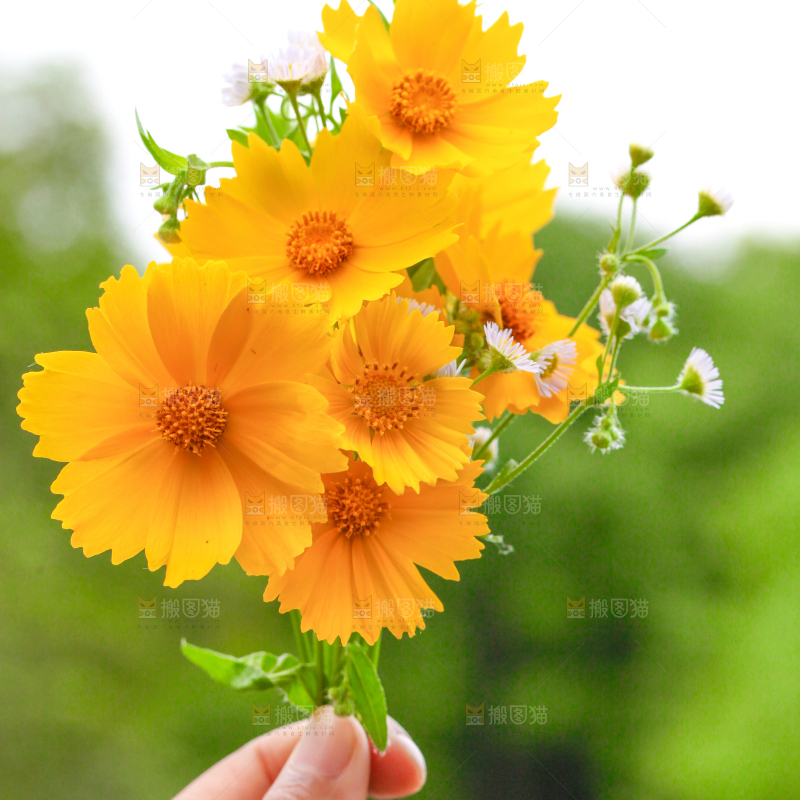 手里拿着花朵