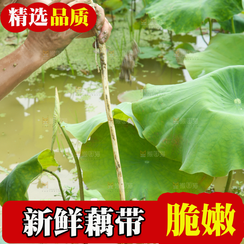 手里拿着藕带