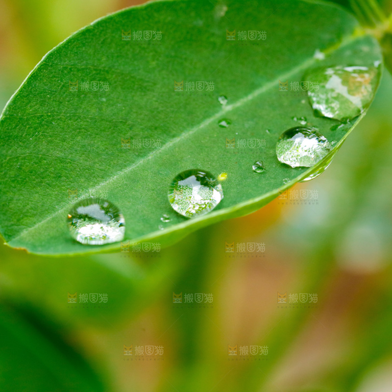 绿叶上的水珠