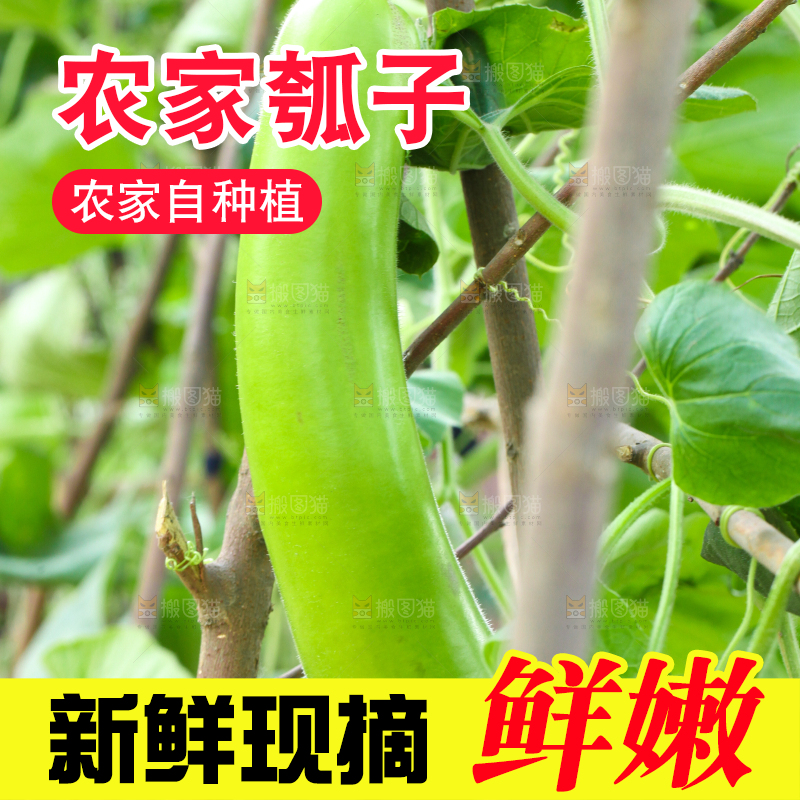藤子上结的瓠子瓜