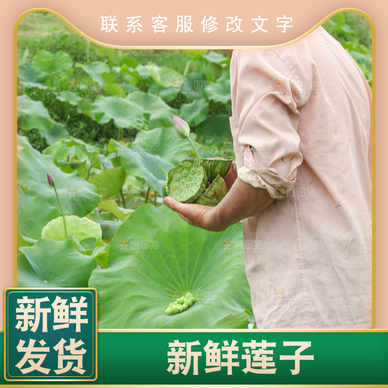手里拿着新鲜莲蓬