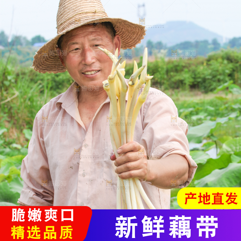 手里拿着新鲜采摘的藕尖