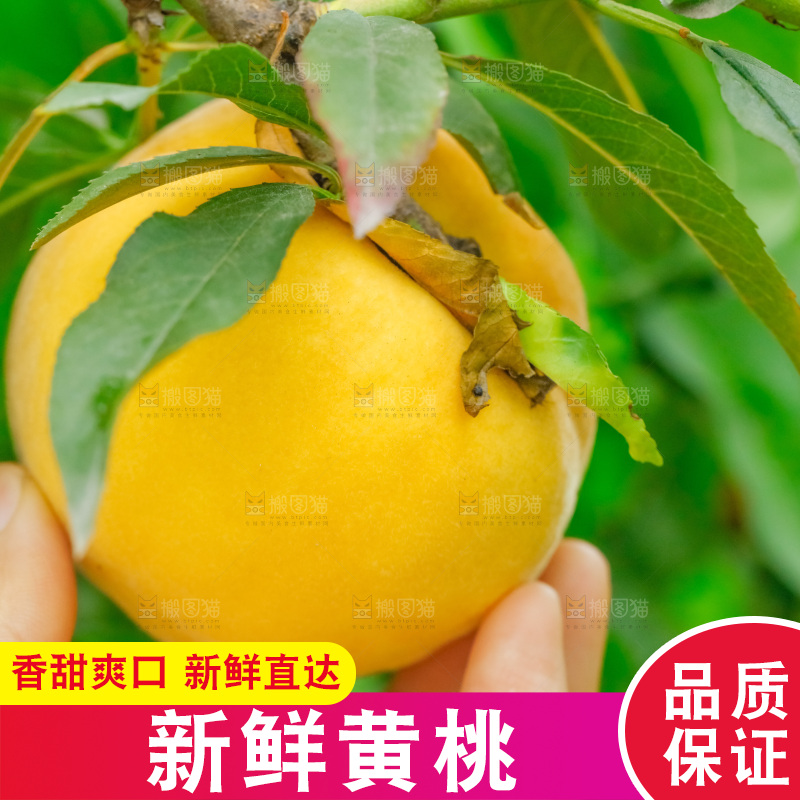 手里拿着新鲜黄桃
