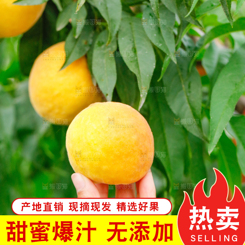 果树上的黄桃