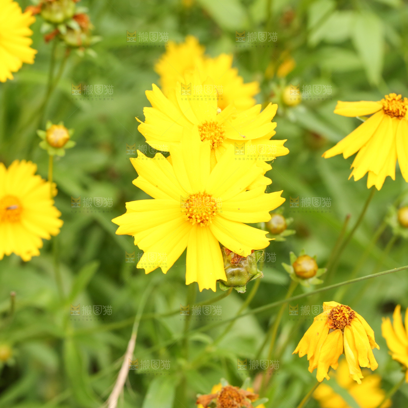 绿植上盛开的小黄花