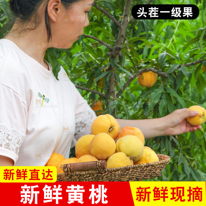 手里端着一篮新鲜黄桃