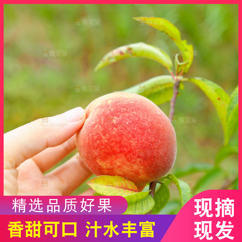 桃树上的毛桃