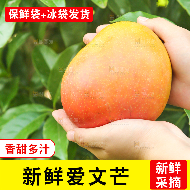 手里拿着一颗苹果芒